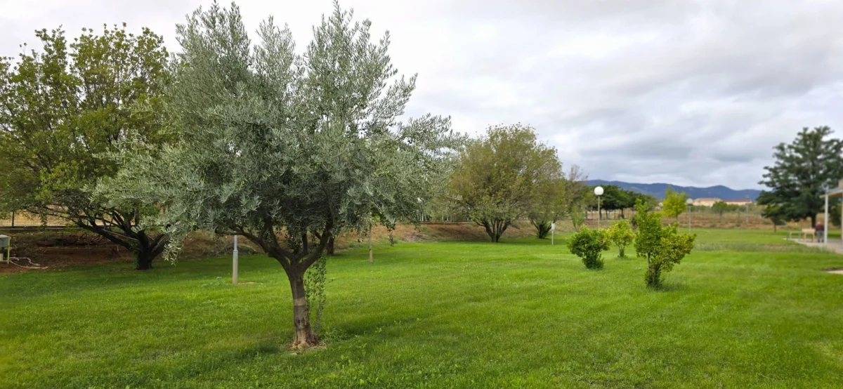Los jardines más verdes para disfrutar en la residencia de mayores vitalia cariñena