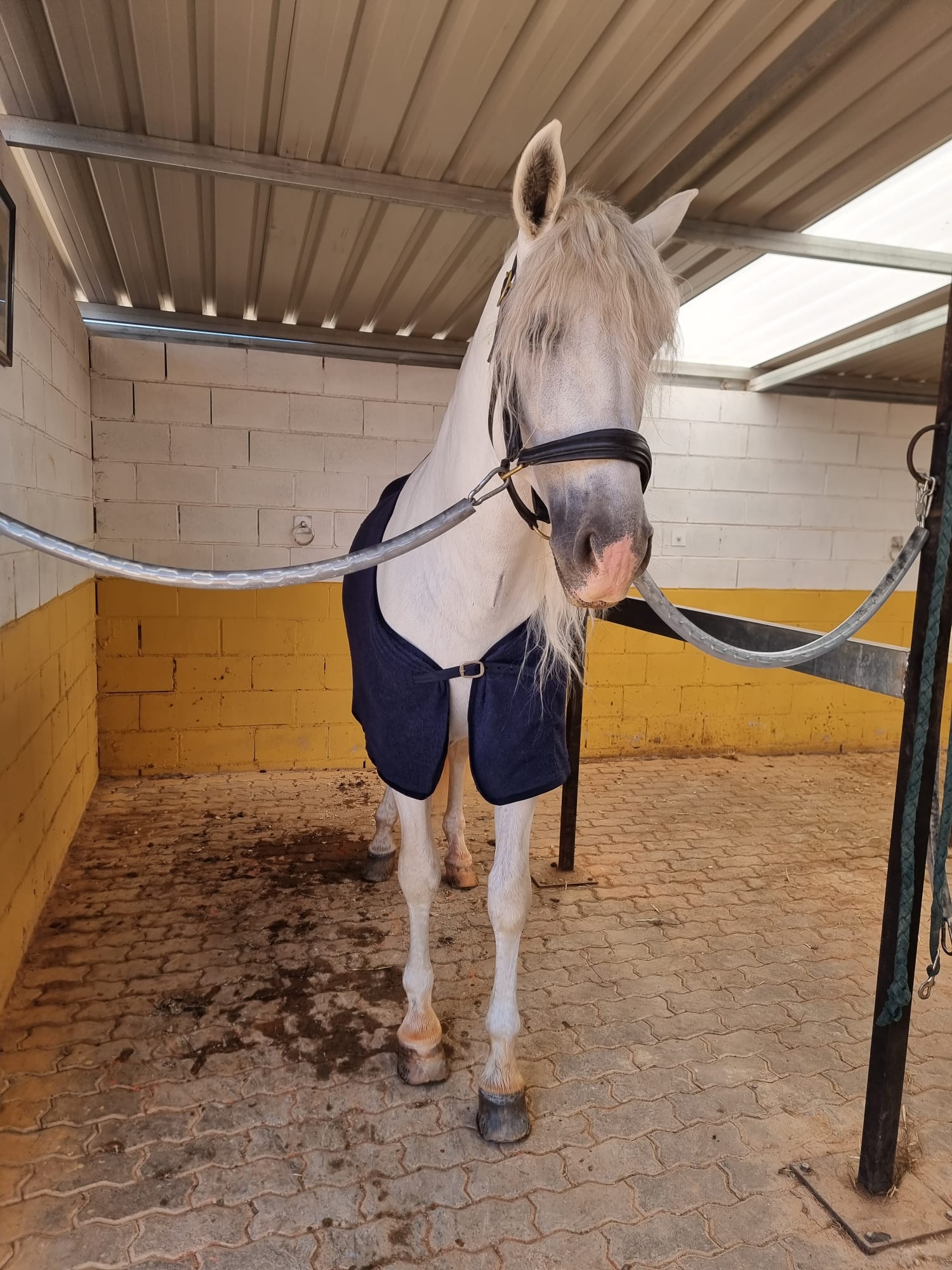 Vitalia entrega el primer premio del concurso nacional de hípica de doma clásica