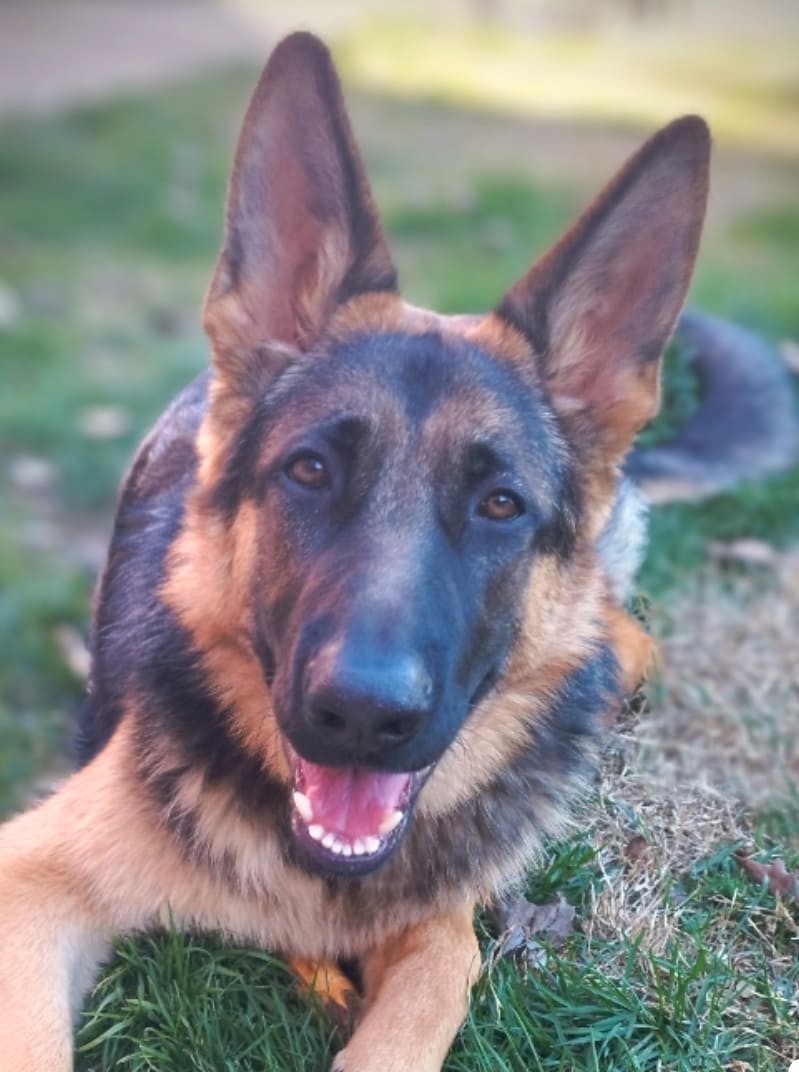 Bifo, la pata que le faltaba a Vitalia Jardín ¡El poder curativo del amor!