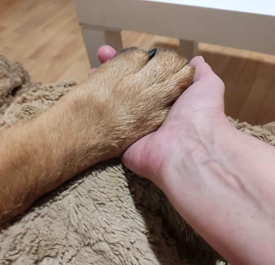 Bifo, la pata que le faltaba a Vitalia Jardín ¡El poder curativo del amor!